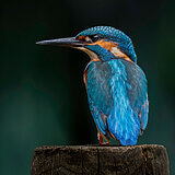 Kingfishers